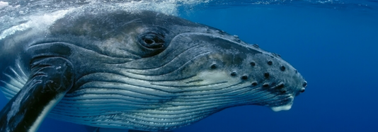 Mystery of the Humpback Whale Song