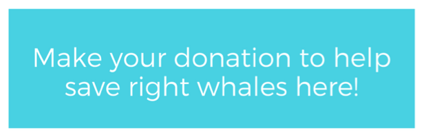 Make your donation to save right whales here.