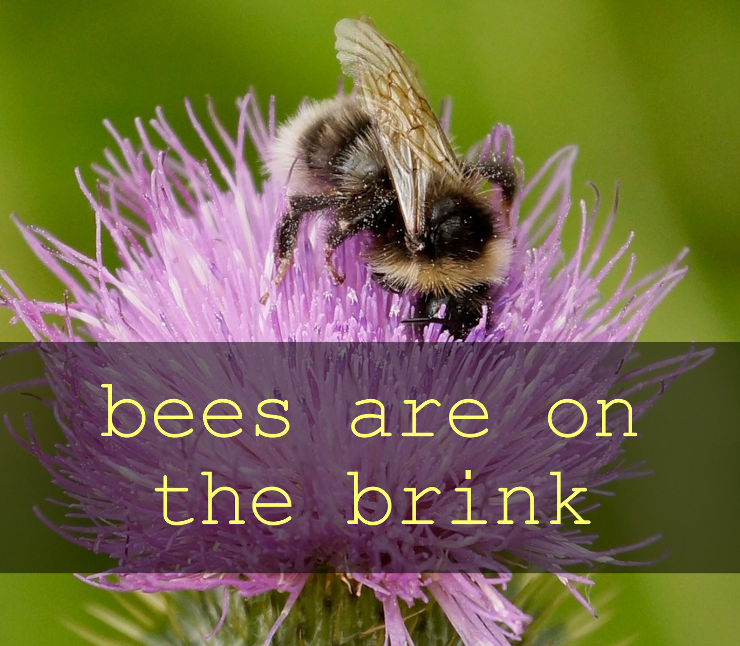 Bees on the brink