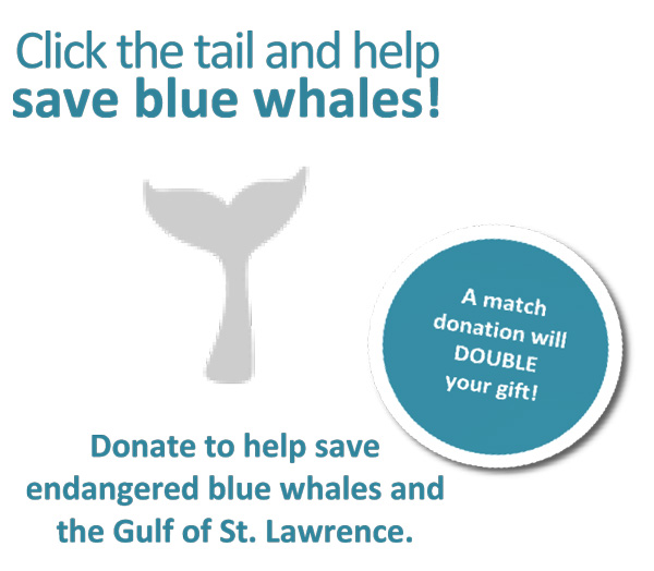 Donate to help save blue whales!